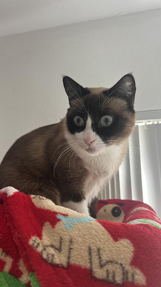 Ziti 2, Adoptable, Adult Female Snowshoe & Siamese.