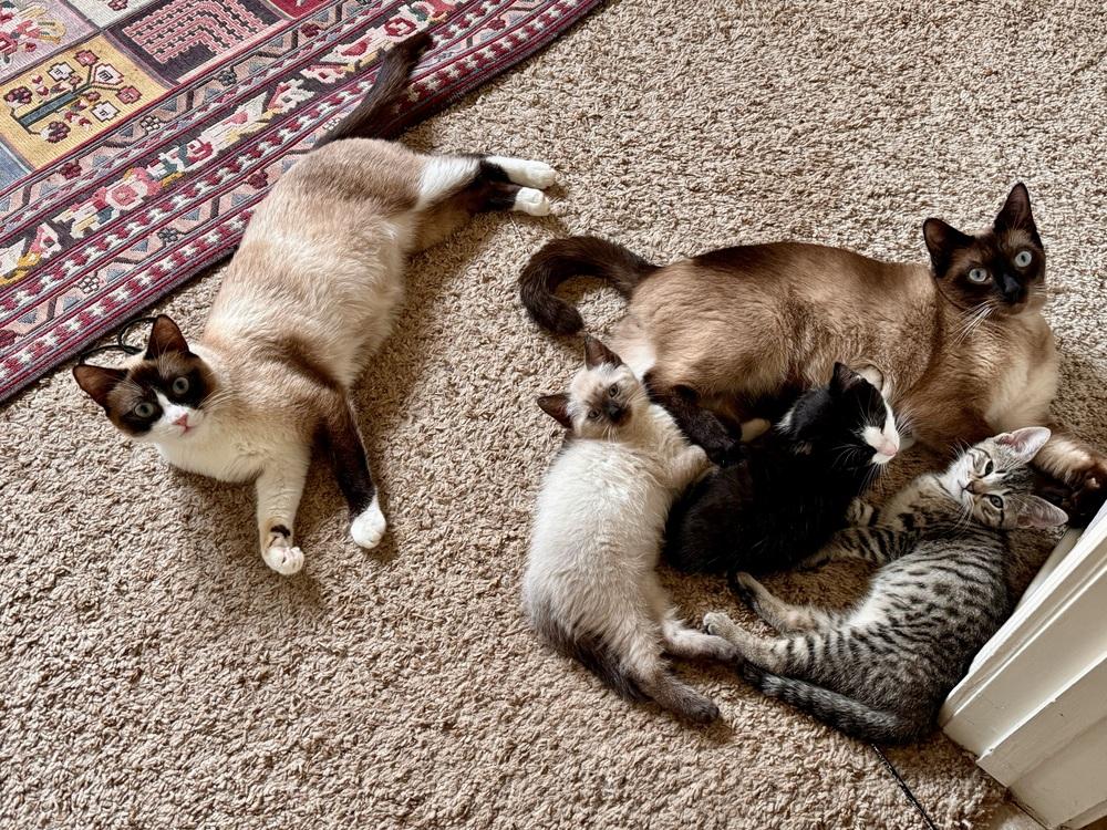 Enlarge Ziti 2, a Adoptable mixed breed in Austin, TX image 2/4