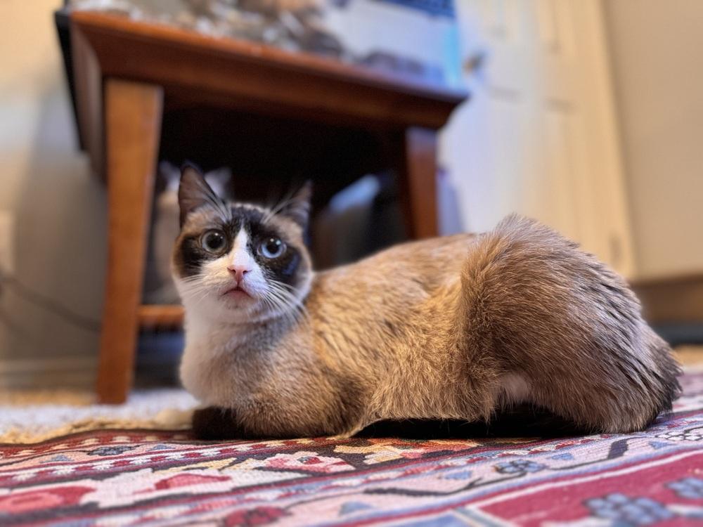 Enlarge Ziti 2, a Adoptable mixed breed in Austin, TX image 4/4