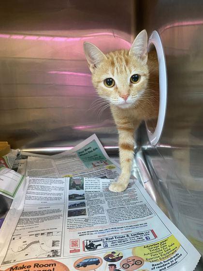 Audrey, Adoptable, Adult Female Domestic Short Hair.