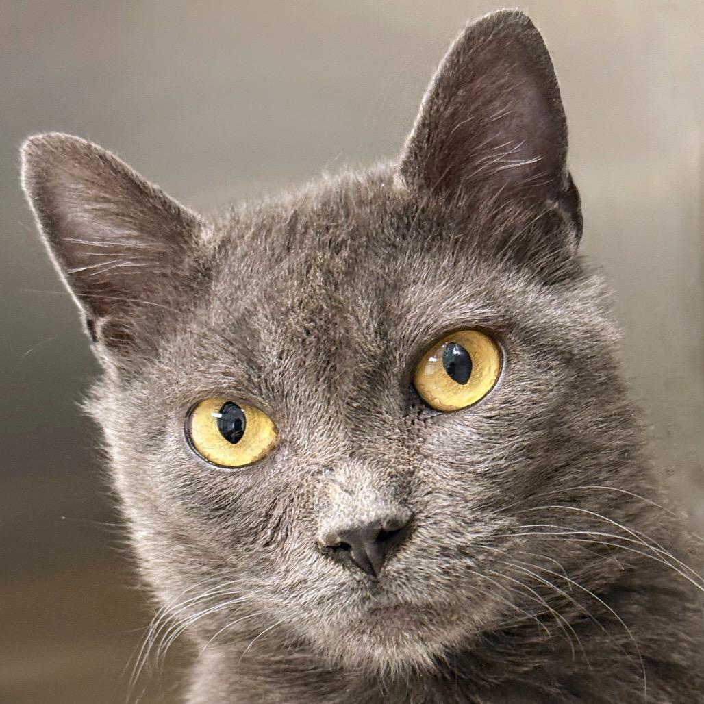 Gravy, Adoptable, Adult Female Domestic Short Hair.