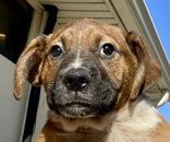 Bob, a ADOPTABLE Boxer in Glasgow, KY image 1/2