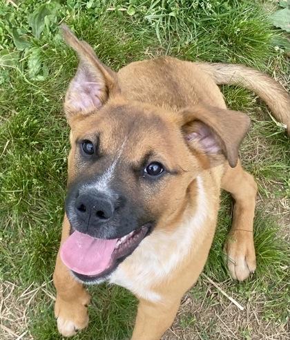 Bob, ADOPTABLE, Young Male Boxer.