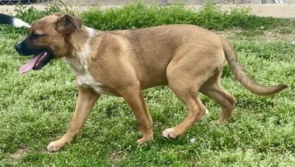 Enlarge Bob, a ADOPTABLE Boxer in Glasgow, KY image 2/4