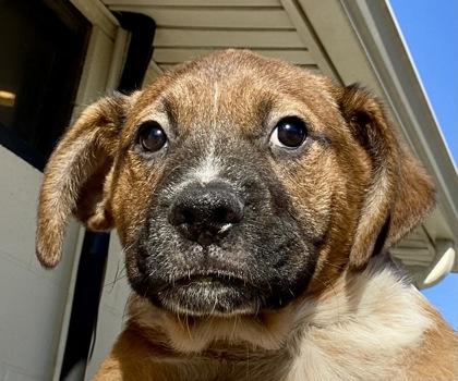 Bob, ADOPTABLE, Young Male Boxer.