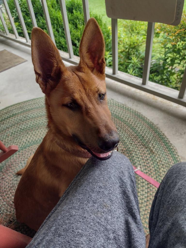 Enlarge Hogan, a Adoptable mixed breed in Chickamauga , GA image 1/5