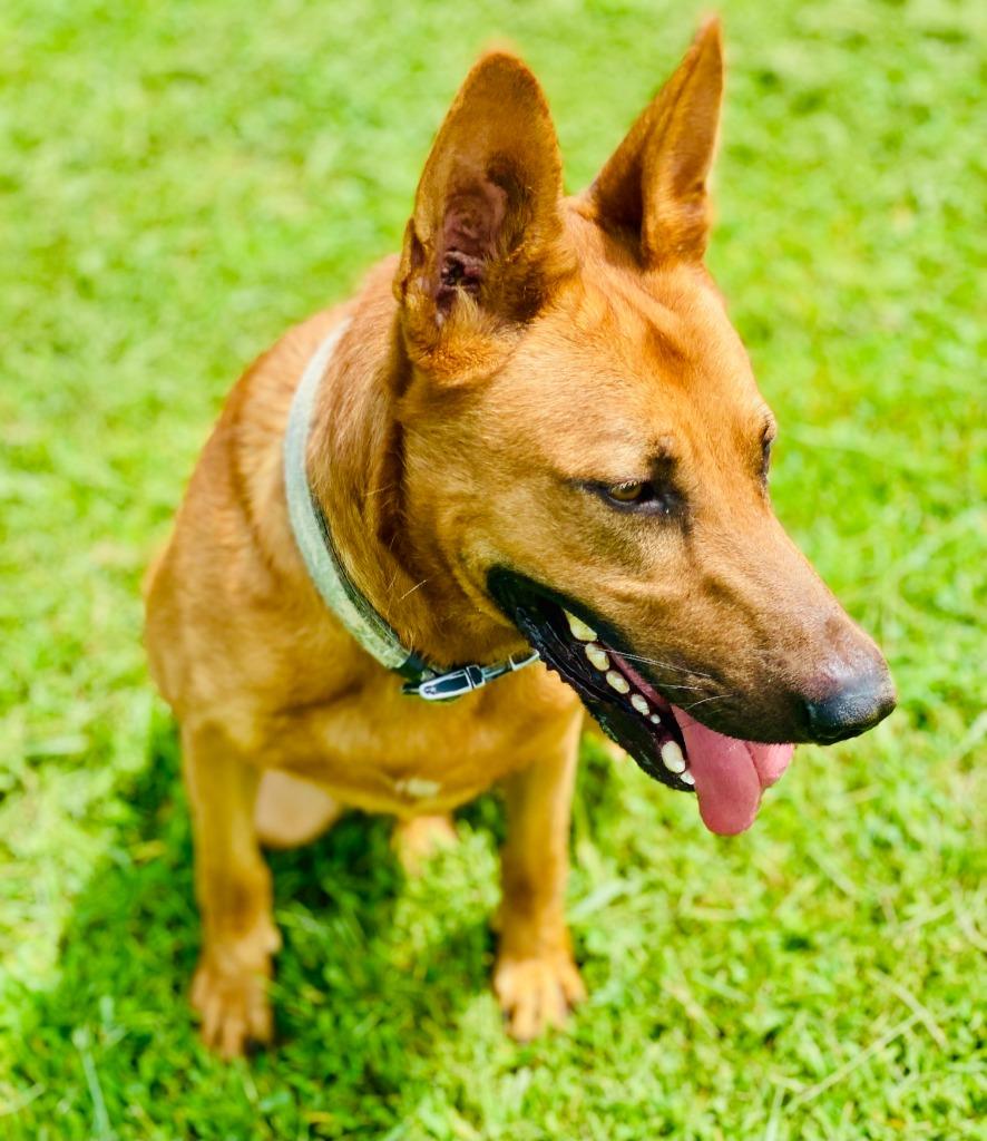 Enlarge Hogan, a Adoptable mixed breed in Chickamauga , GA image 2/5