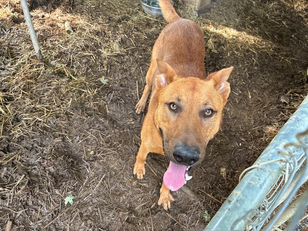 Enlarge Hogan, a Adoptable mixed breed in Chickamauga , GA image 3/5