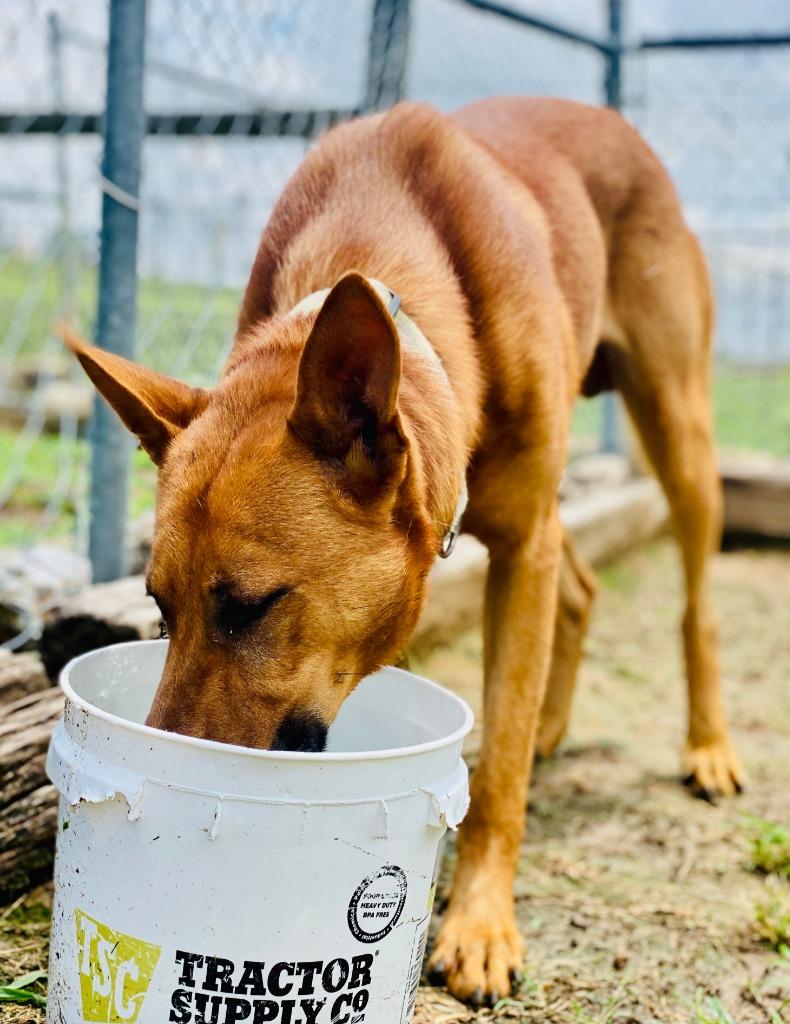 Enlarge Hogan, a Adoptable mixed breed in Chickamauga , GA image 4/5