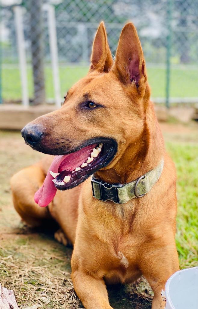 Enlarge Hogan, a Adoptable mixed breed in Chickamauga , GA image 5/5