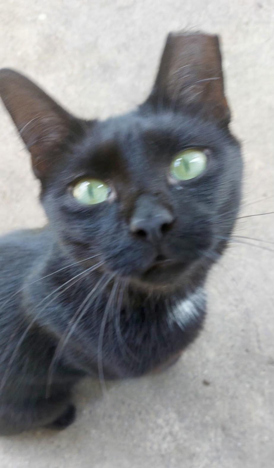 Enlarge Onyx, a Adoptable Domestic Short Hair in Seven Valleys, PA image 1/3