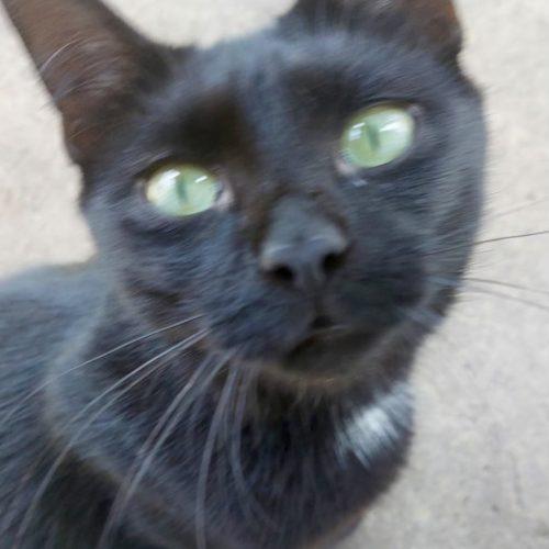 Onyx, Adoptable, Young Male Domestic Short Hair.