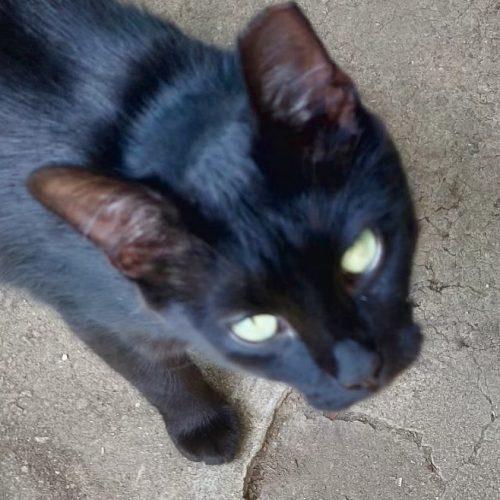 Enlarge Onyx, a Adoptable Domestic Short Hair in Seven Valleys, PA image 2/3