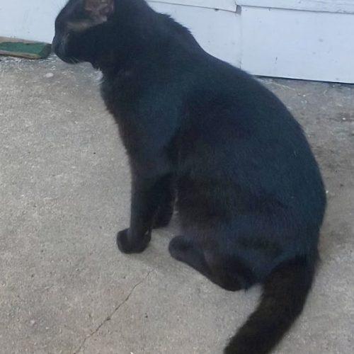 Enlarge Onyx, a Adoptable Domestic Short Hair in Seven Valleys, PA image 3/3