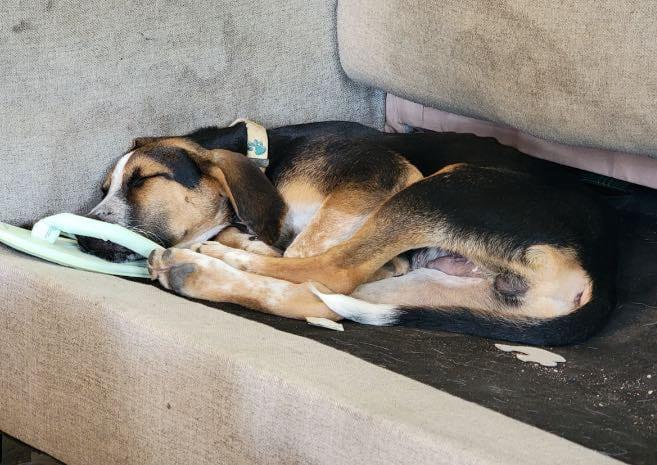 Scout, a Adoptable mixed breed in Cincinnati, OH image 3/5