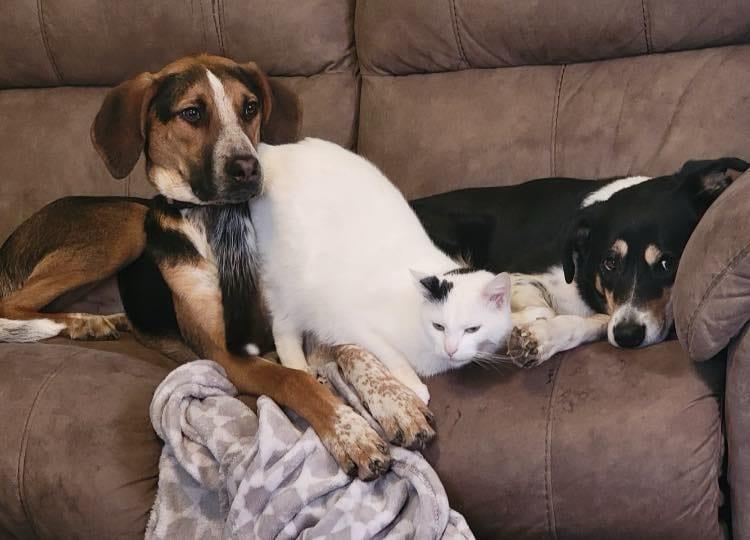 Scout, a Adoptable mixed breed in Cincinnati, OH image 2/5