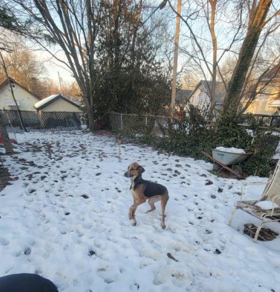 Scout, a Adoptable mixed breed in Cincinnati, OH image 4/5