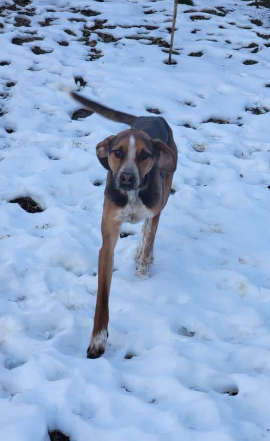 Scout, a Adoptable mixed breed in Cincinnati, OH image 5/5