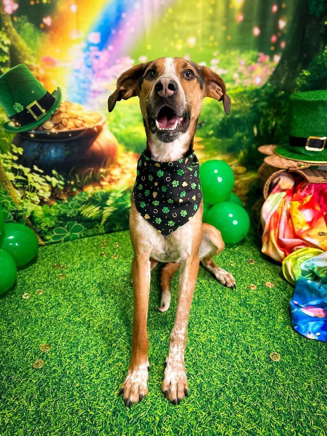 Scout, Adoptable, Adult Male Coonhound.