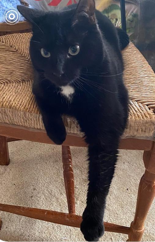 Enlarge Blossom, a ADOPTABLE mixed breed in Philadelphia, PA image 4/4