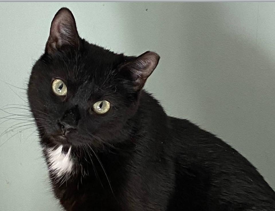 Enlarge Blossom, a ADOPTABLE mixed breed in Philadelphia, PA image 1/3