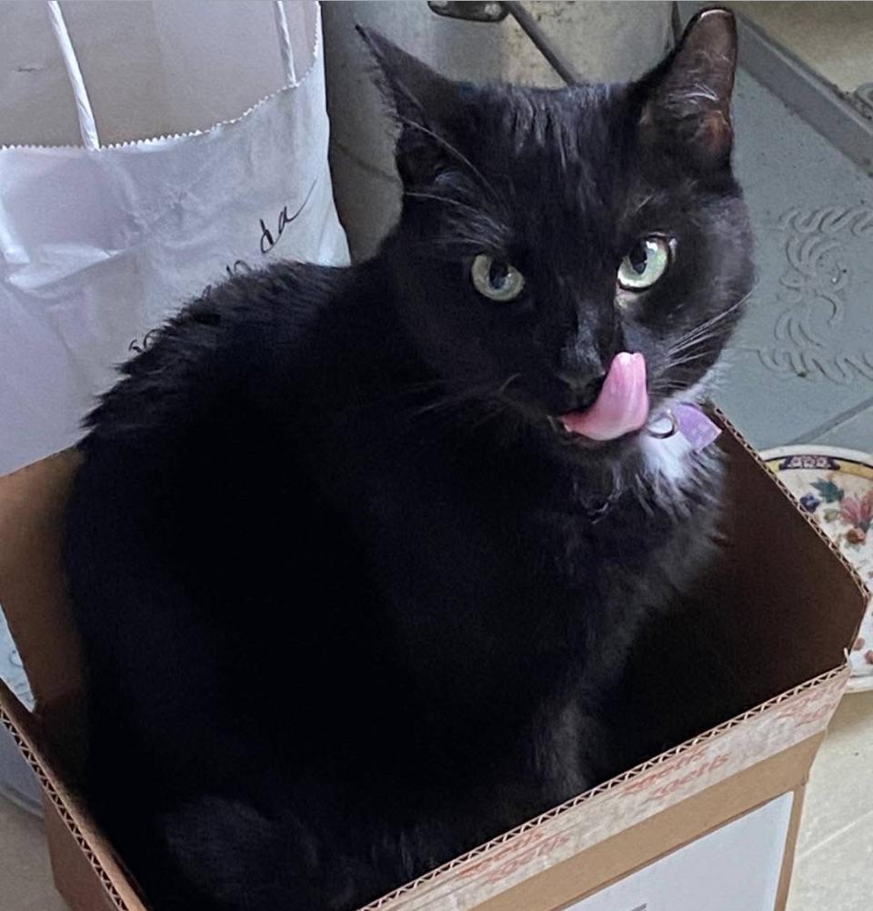 Enlarge Blossom, a ADOPTABLE mixed breed in Philadelphia, PA image 2/3