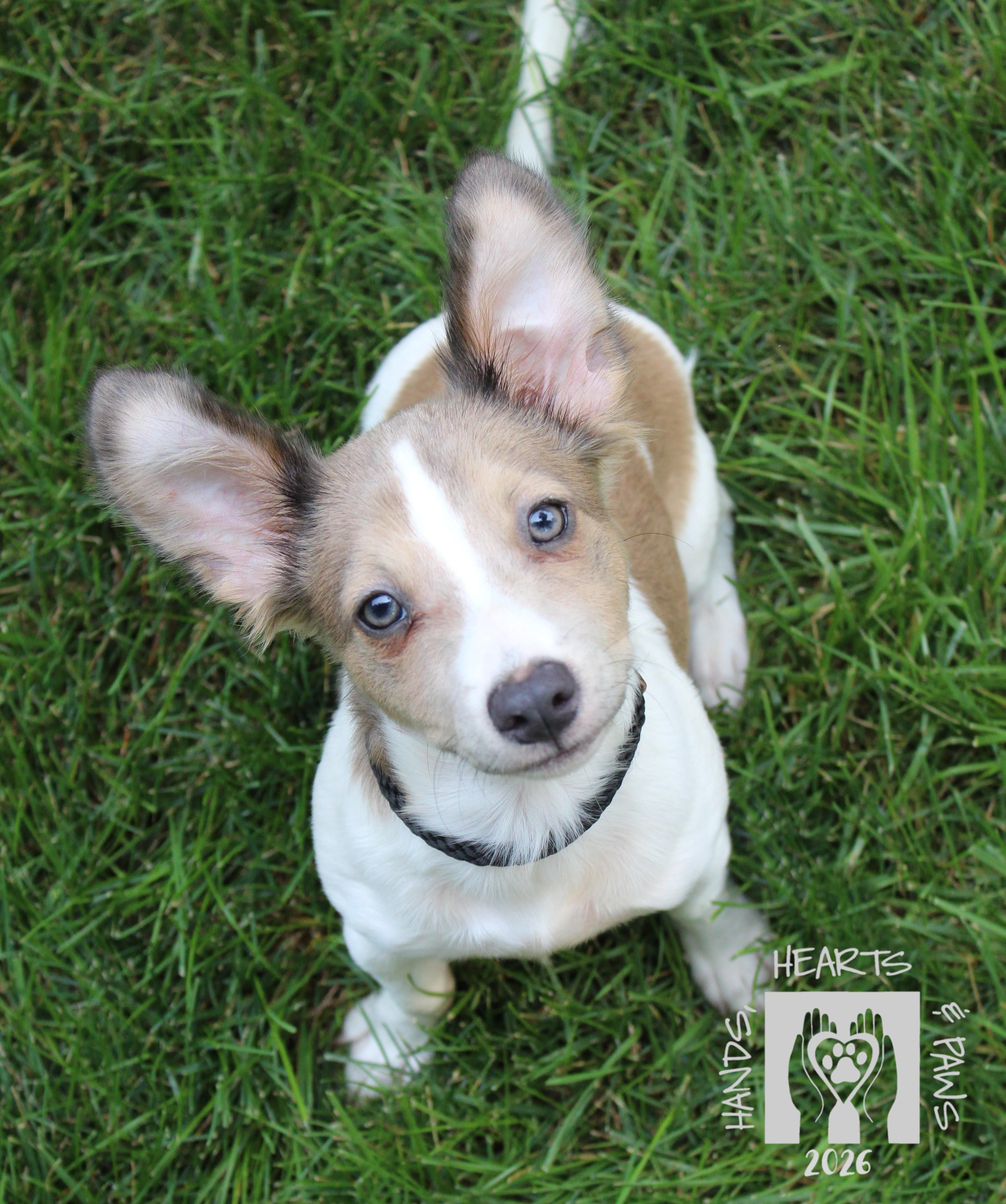 Enlarge Lahdee, an adopted mixed breed in Omaha, NE image 2/2