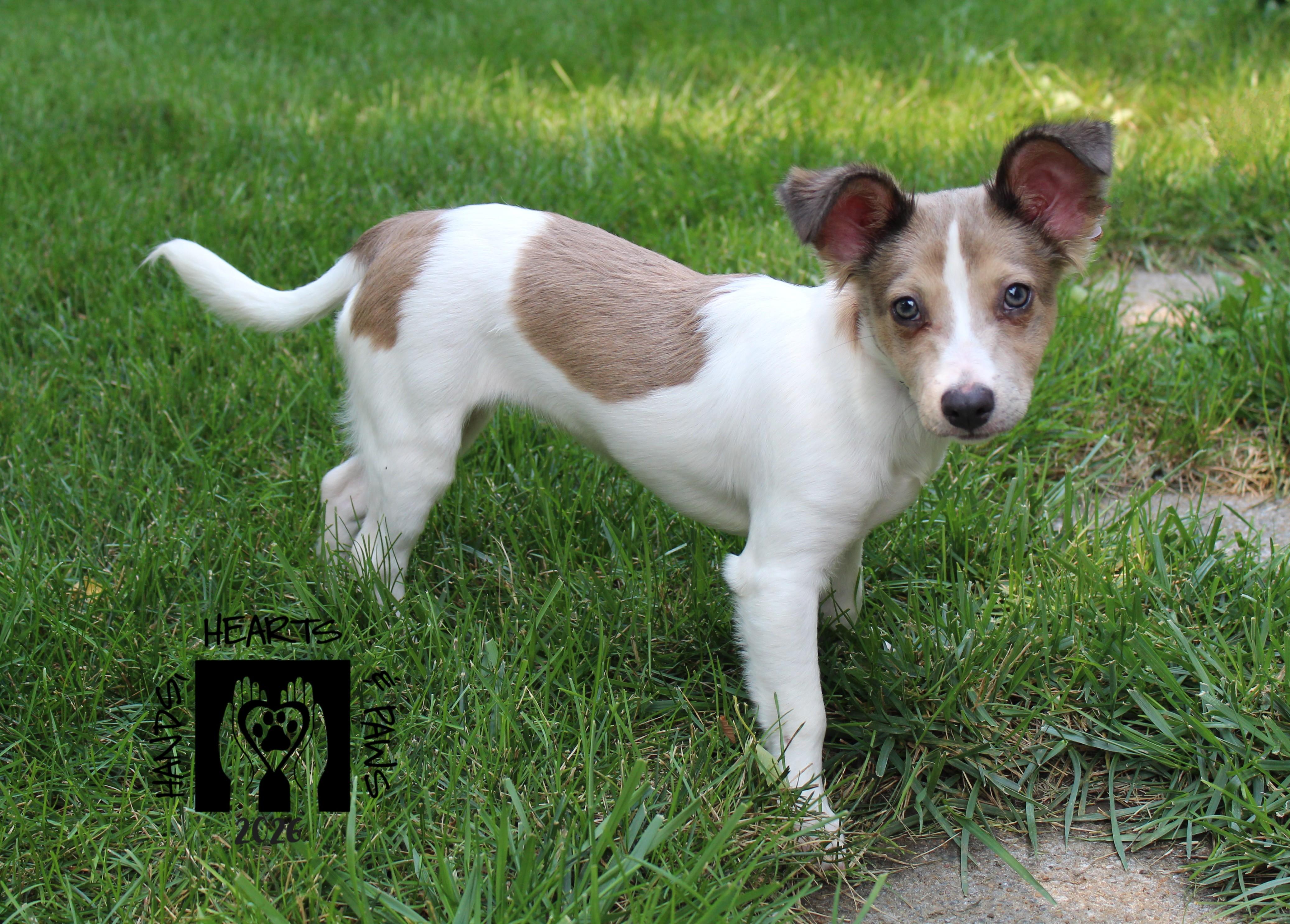 Lahdee, adopted, Puppy Female Shetland Sheepdog / Sheltie & Terrier.