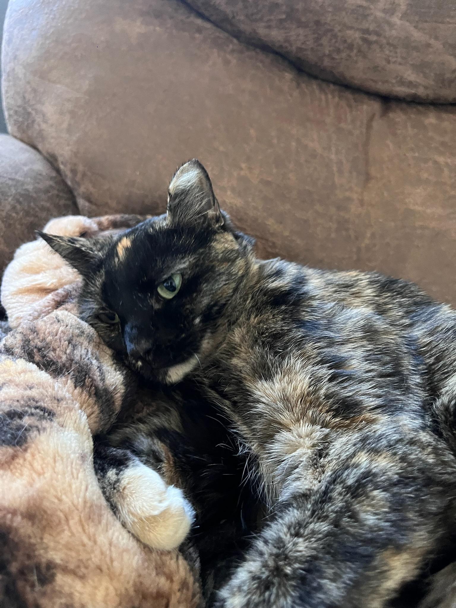 Plum, a ADOPTABLE Tortoiseshell in San Jose, CA image 5/6