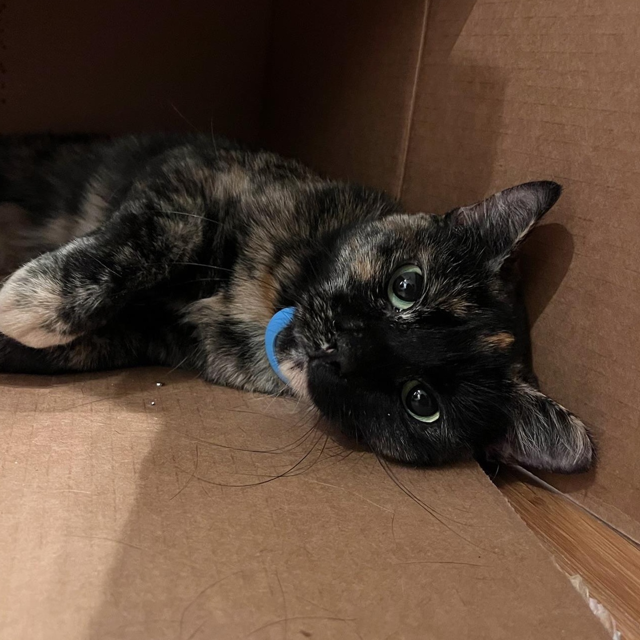 Plum, ADOPTABLE, Adult Female Tortoiseshell.