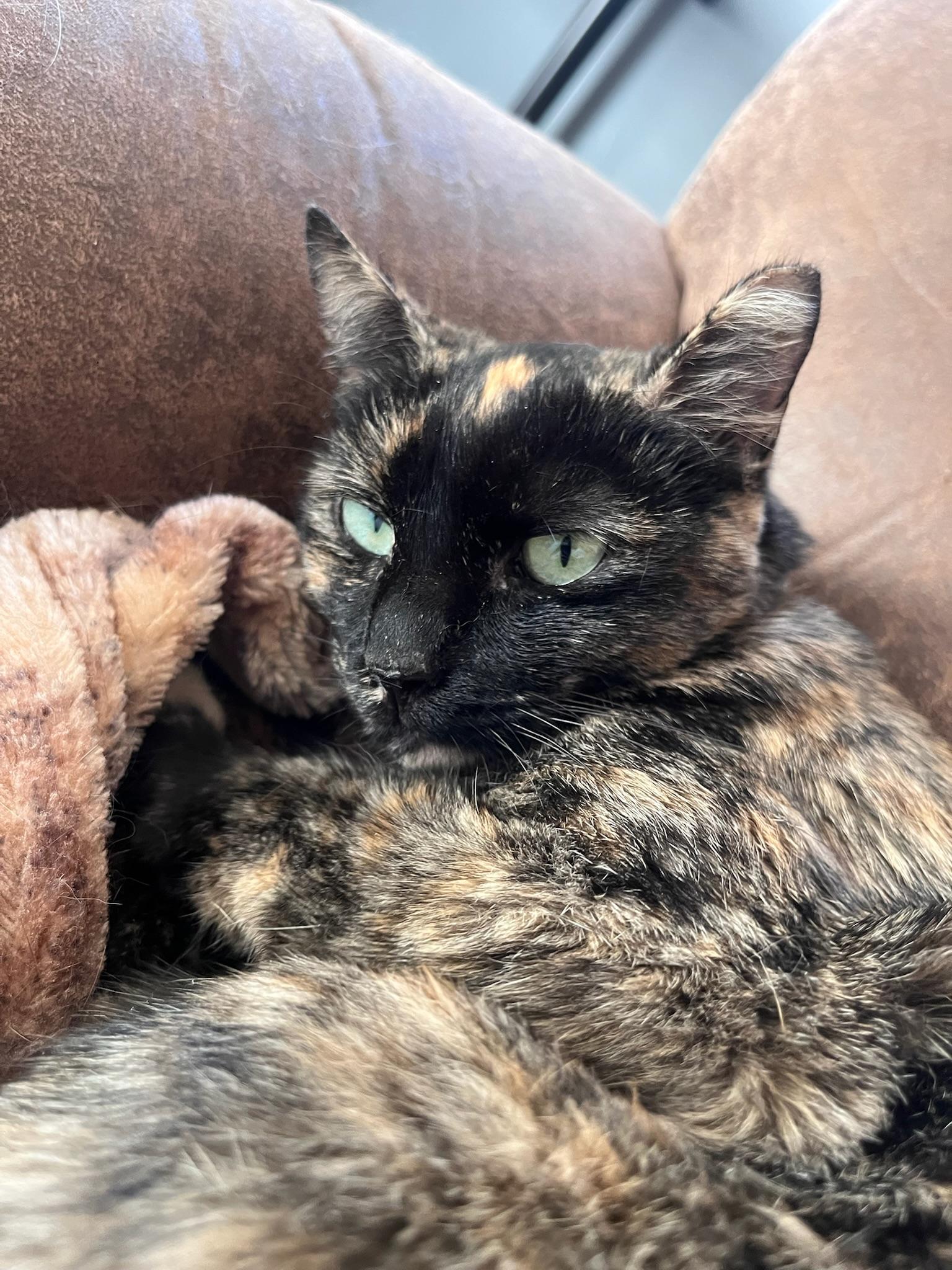 Plum, a ADOPTABLE Tortoiseshell in San Jose, CA image 4/6