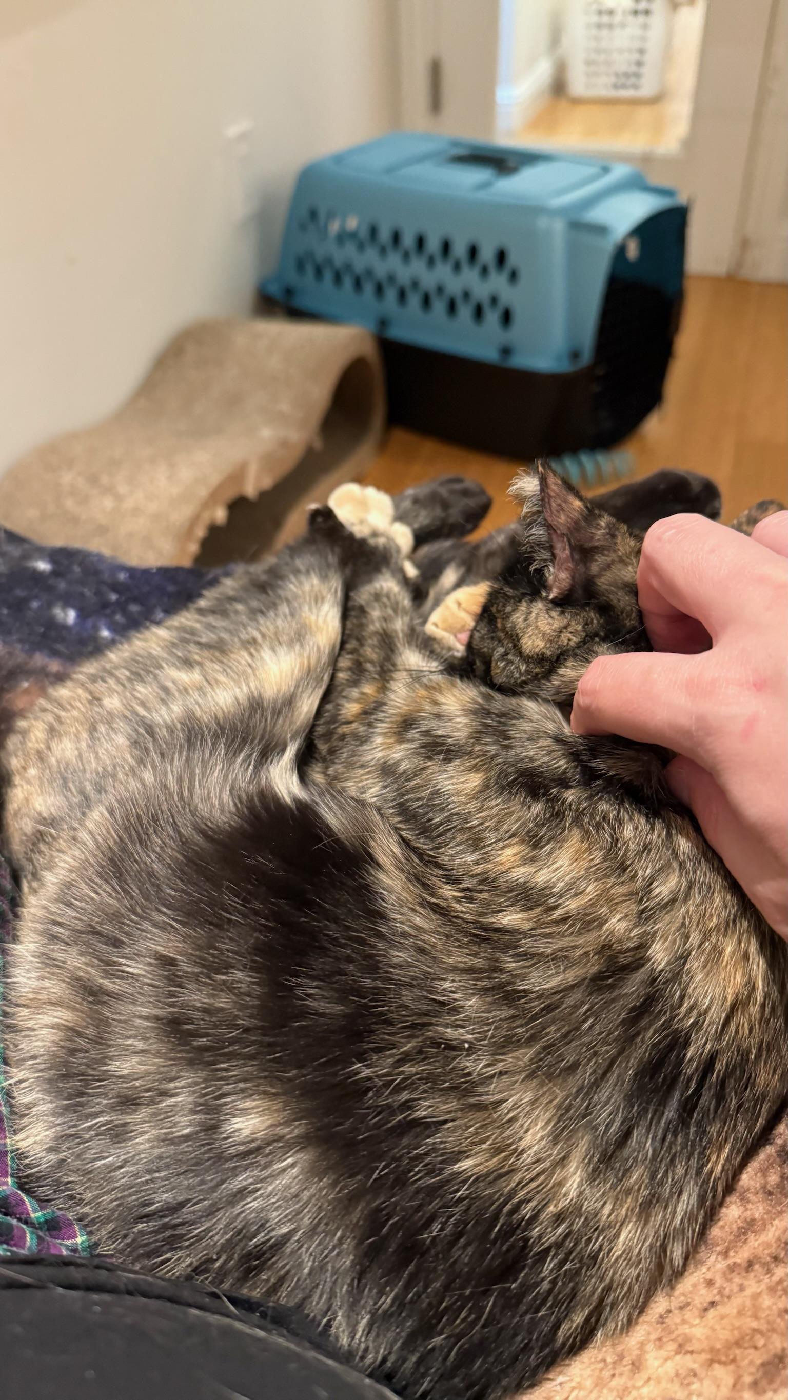 Plum, a ADOPTABLE Tortoiseshell in San Jose, CA image 3/6