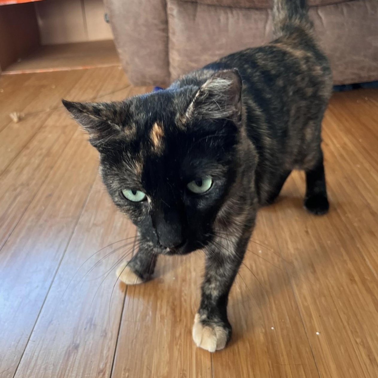 Plum, a ADOPTABLE Tortoiseshell in San Jose, CA image 2/6