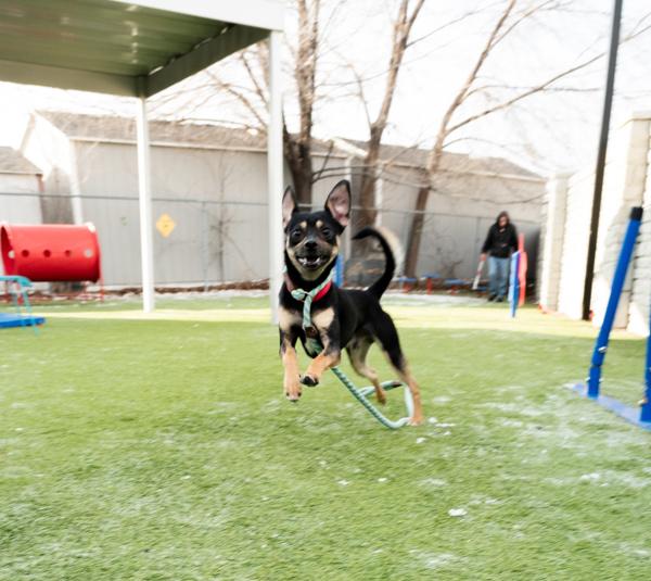 Enlarge Schatzi, a Adoptable mixed breed in Salt Lake City, UT image 1/3