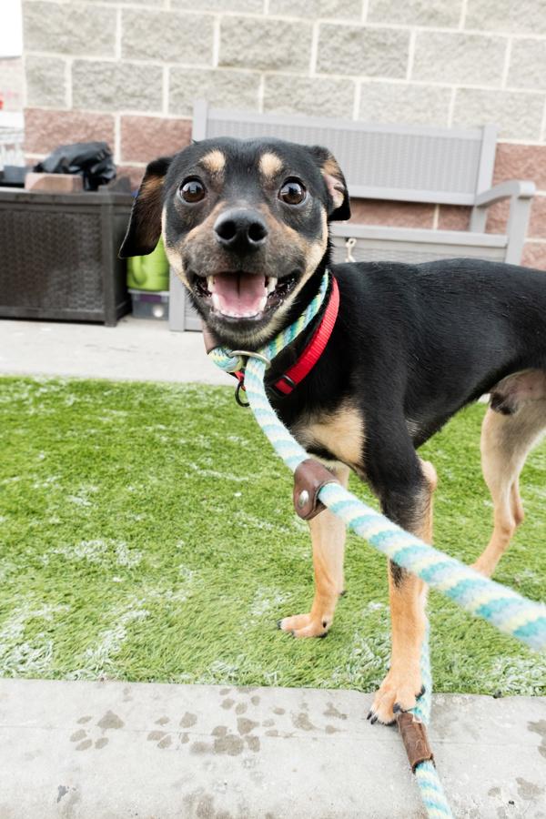 Enlarge Schatzi, a Adoptable mixed breed in Salt Lake City, UT image 2/3