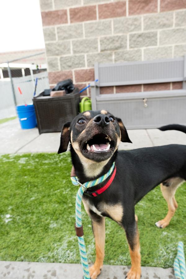 Enlarge Schatzi, a Adoptable mixed breed in Salt Lake City, UT image 3/3