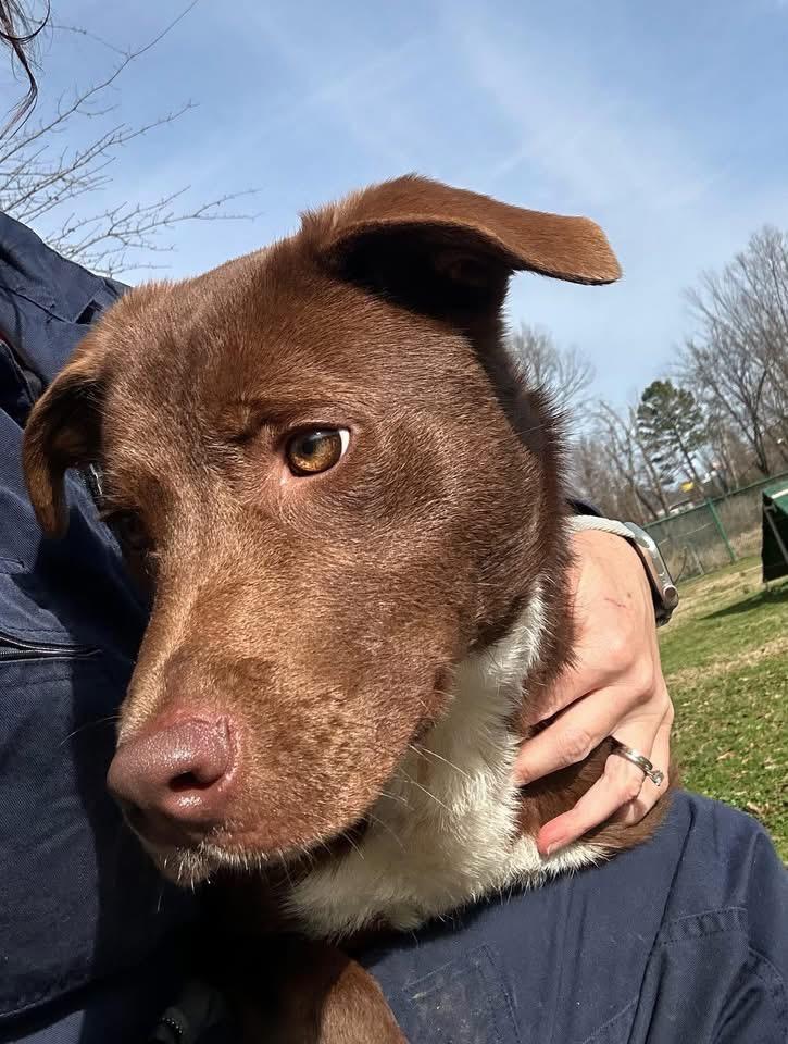 Enlarge Pudding, a Adoptable mixed breed in Little Rock, AR image 1/2