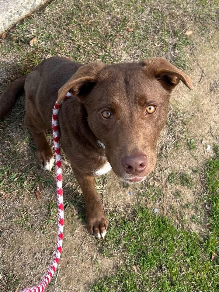 Enlarge Pudding, a Adoptable mixed breed in Little Rock, AR image 2/2