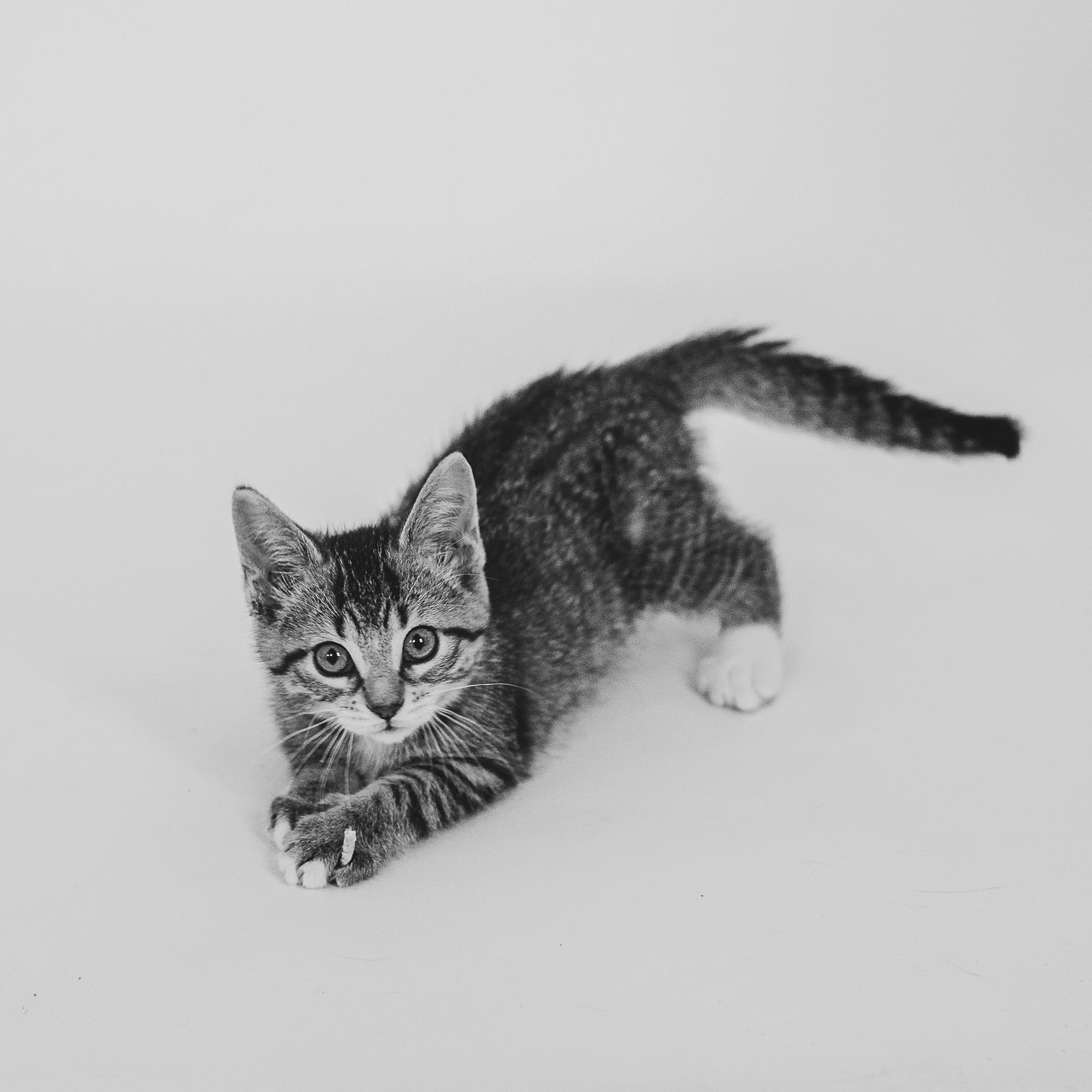 Zoey Bear, an adopted Domestic Short Hair in Hamilton, ON image 4/5