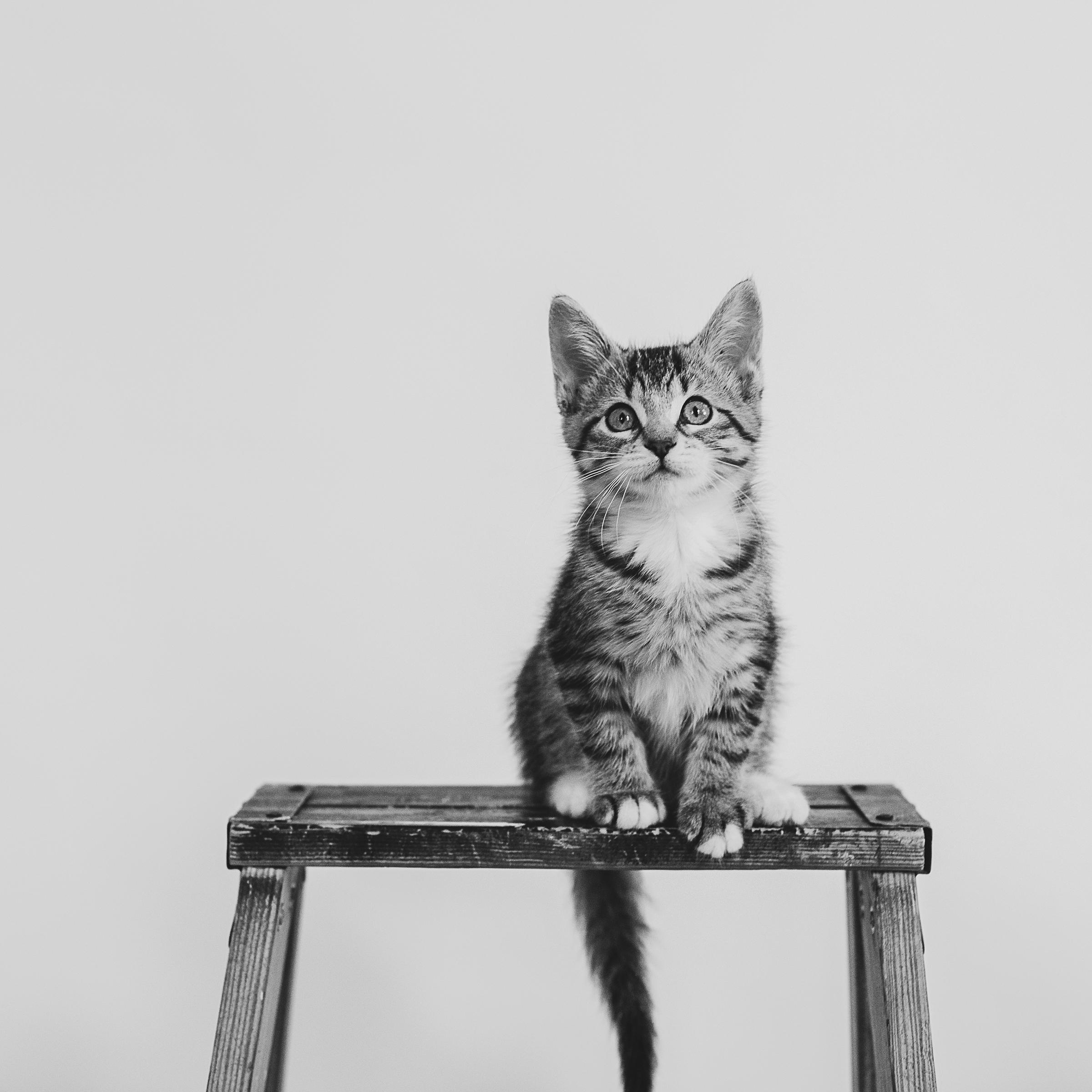 Zoey Bear, adopted, Kitten Female Domestic Short Hair.