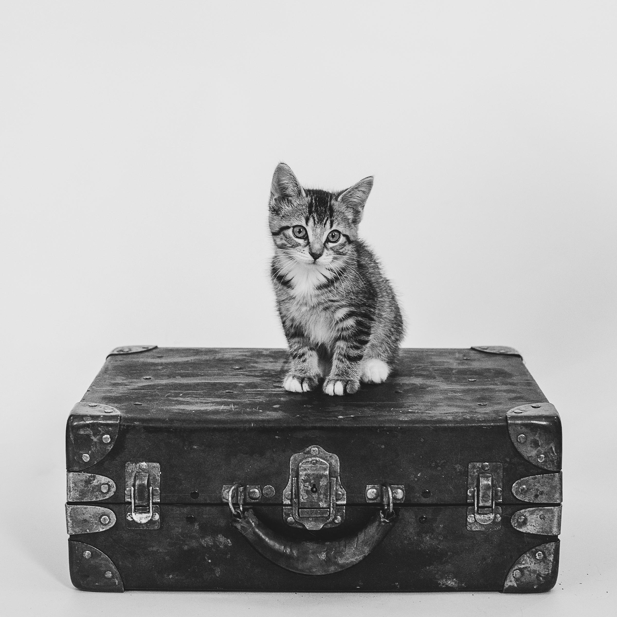 Zoey Bear, an adopted Domestic Short Hair in Hamilton, ON image 2/5