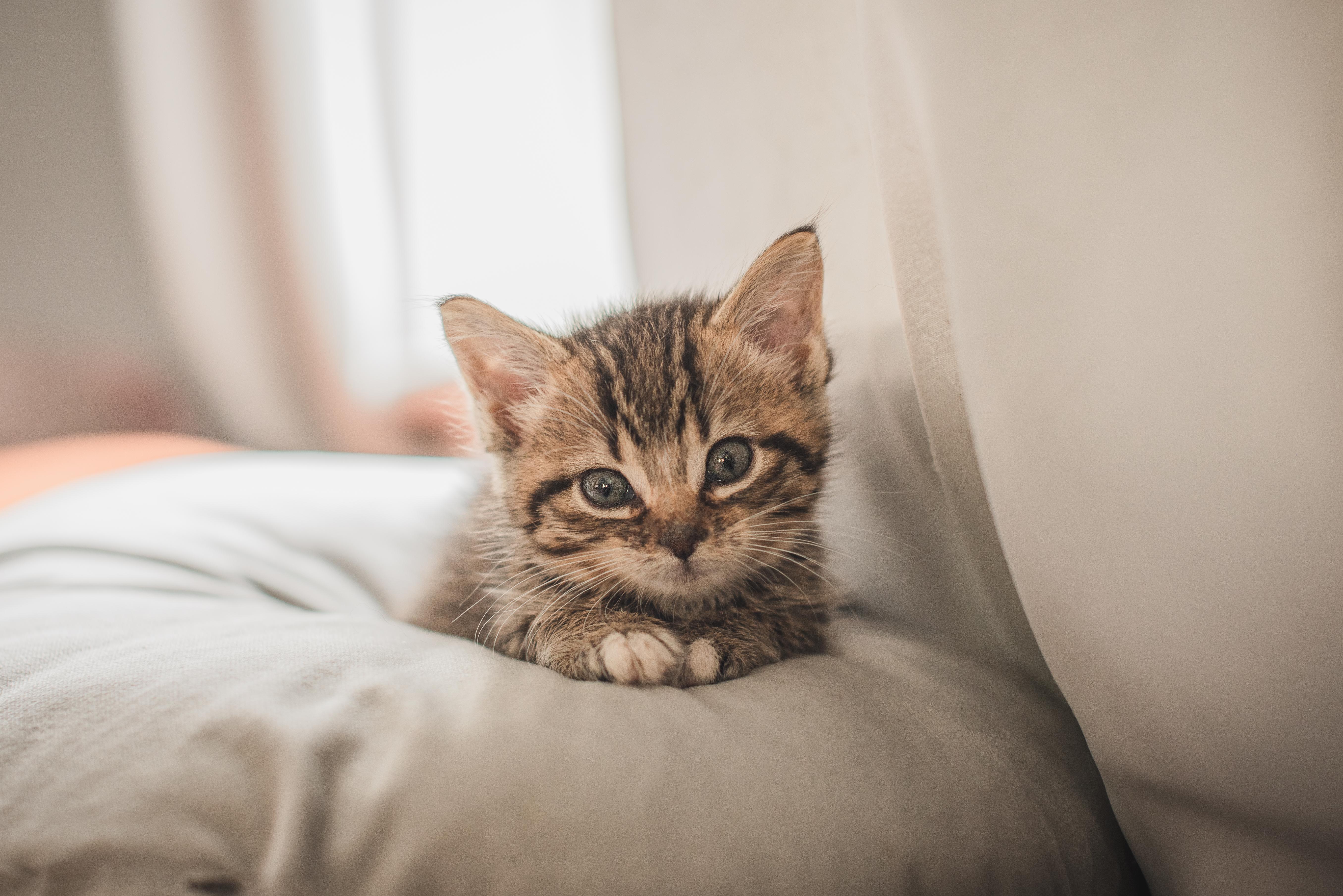 Zoey Bear, an adopted Domestic Short Hair in Hamilton, ON image 5/5