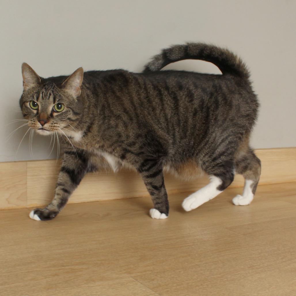Max C68908, Adoptable, Adult Male American Shorthair.