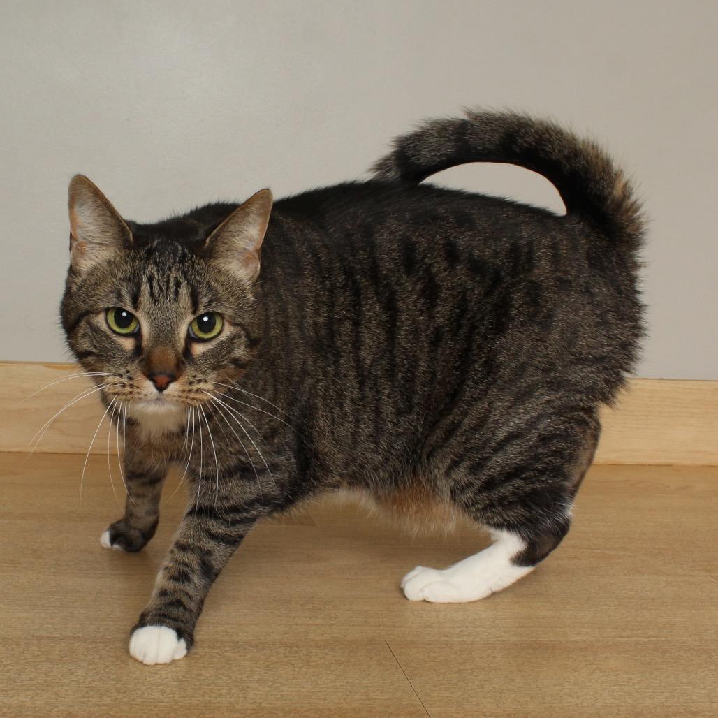 Enlarge Max C68908, a Adoptable American Shorthair in Minnetonka, MN image 2/2