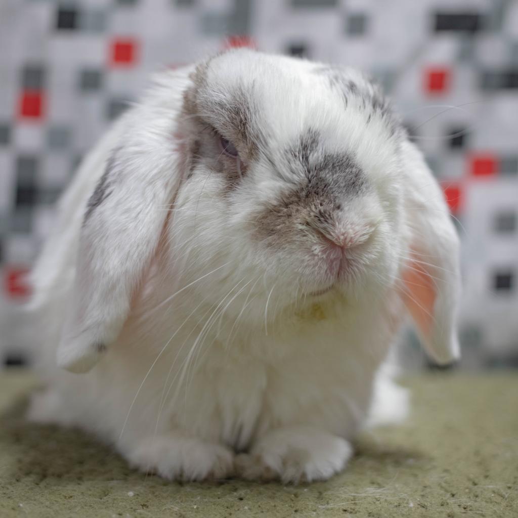 Miles, Adoptable, Adult Male Holland Lop.