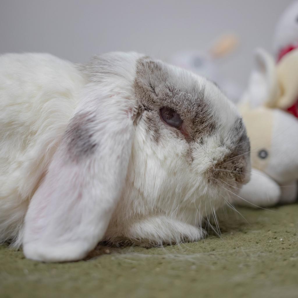 Enlarge Miles, a Adoptable Holland Lop in San Diego, CA image 2/6