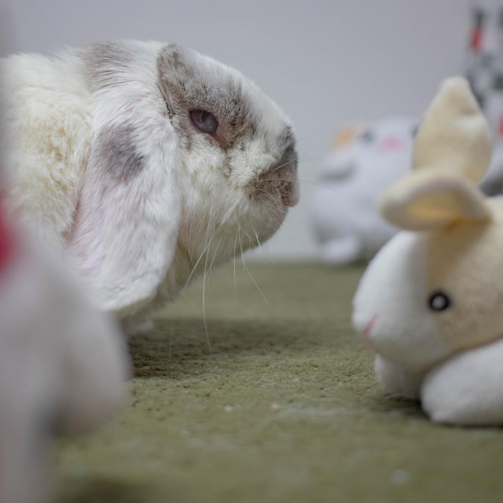 Enlarge Miles, a Adoptable Holland Lop in San Diego, CA image 3/6