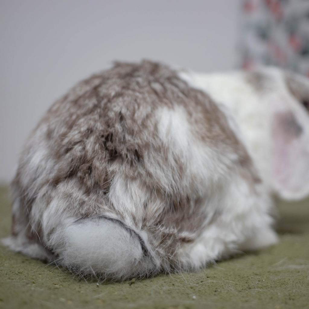 Enlarge Miles, a Adoptable Holland Lop in San Diego, CA image 4/6