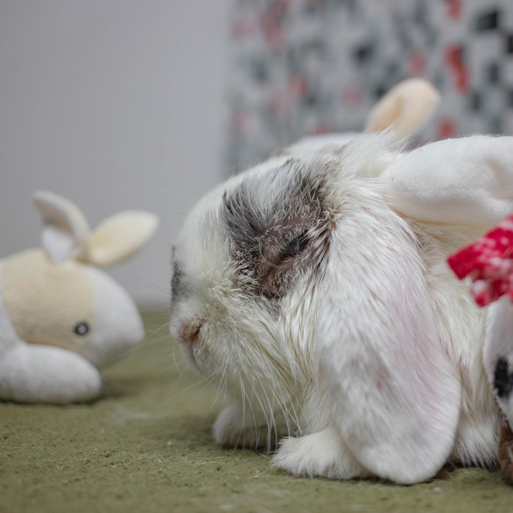 Enlarge Miles, a Adoptable Holland Lop in San Diego, CA image 5/6