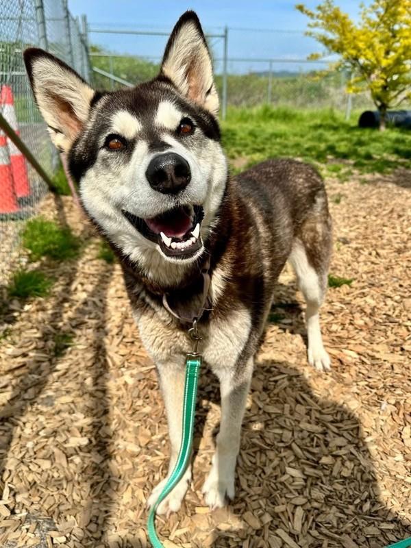 Enlarge Taiga, a Adoptable mixed breed in Salem, OR image 1/1